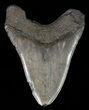 Bargain, Fossil Megalodon Tooth #60491-2